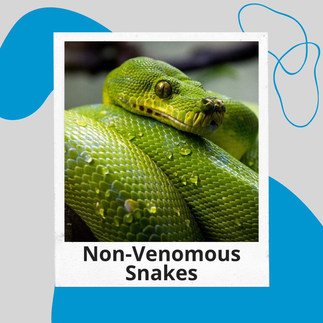 Non Venomous Snakes