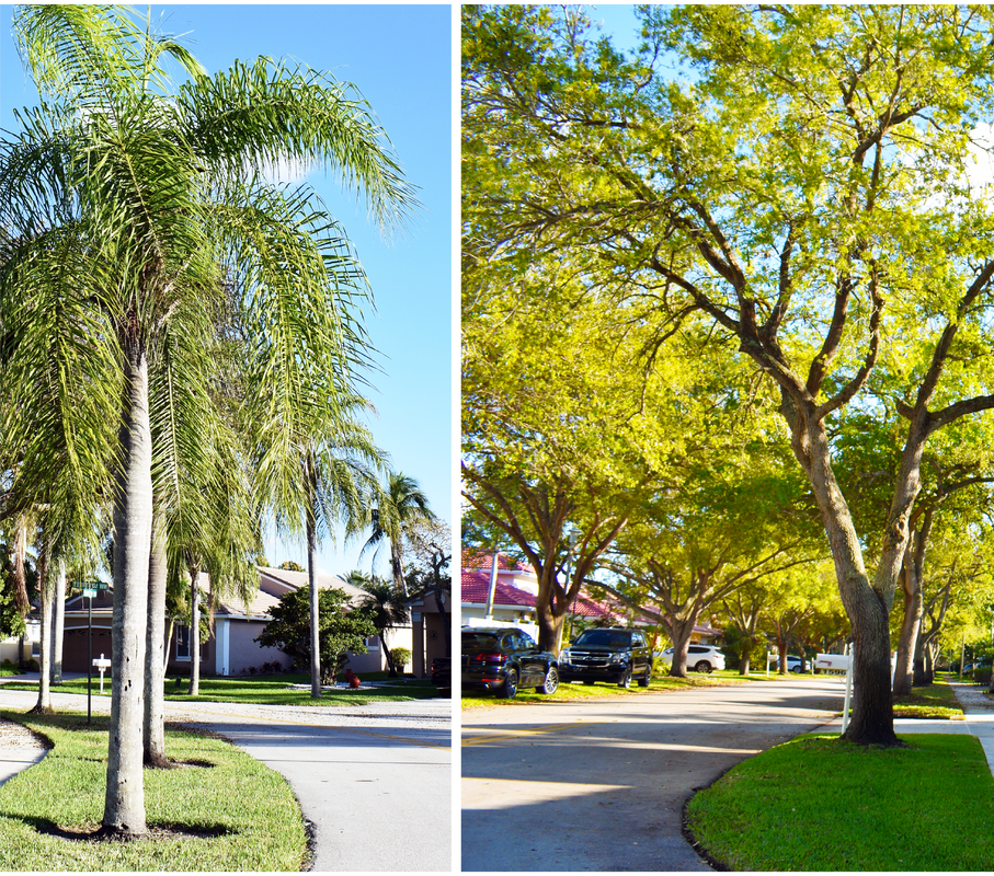 Approved Trees and Palms Photo