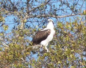 Osprey ​by The Fouts Family, Las Brisas