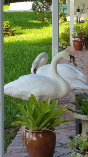 Swans by The Jones Family, Treasure Cay